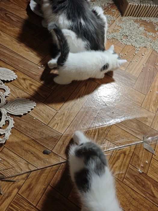 Котята длинношерстные