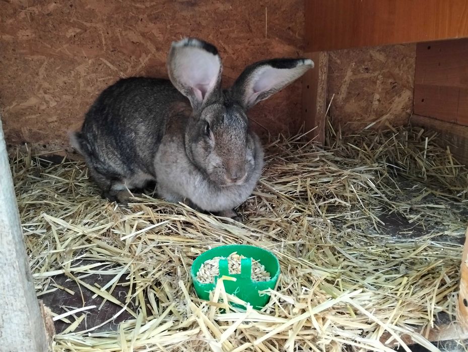 Vand 2 iepuroaice metis de urias german