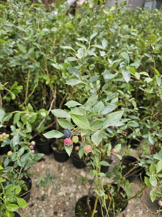 Afin Duke.Aluni micorizati.Nuci altoiti.Ciresi/Gisella Paulownia.Prun