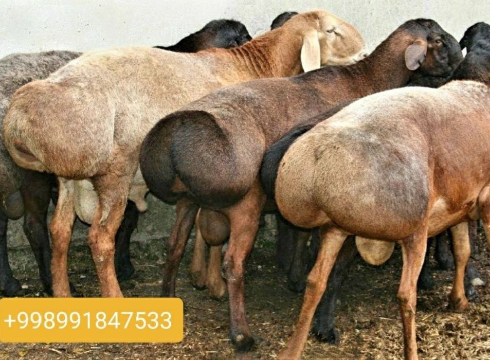 Кассоб хизмати сиз азизлар учун энг кулай хизматлар