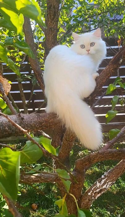 British longhair ultimul baiat din cuib felisa autorizata