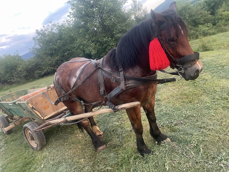 Vâd cal castrat de 4 ani garantat de tras