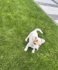 Jack Russel Terrier fetita bicolor!