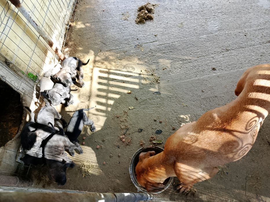 Pui de cățeluși presa Canario