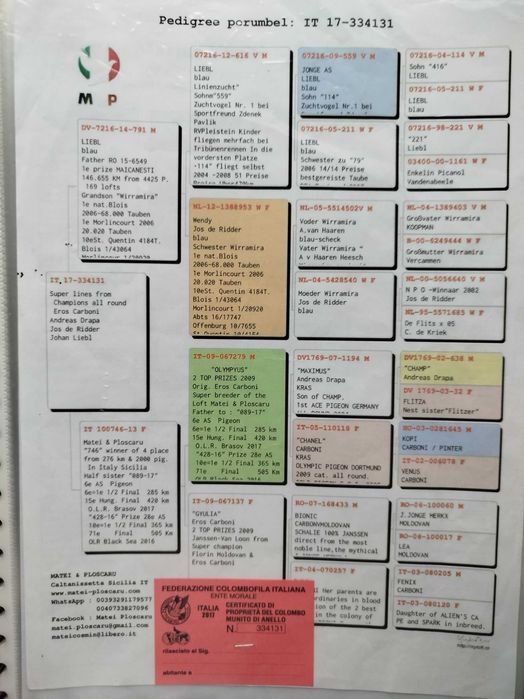 Porumbei voiajori maturi