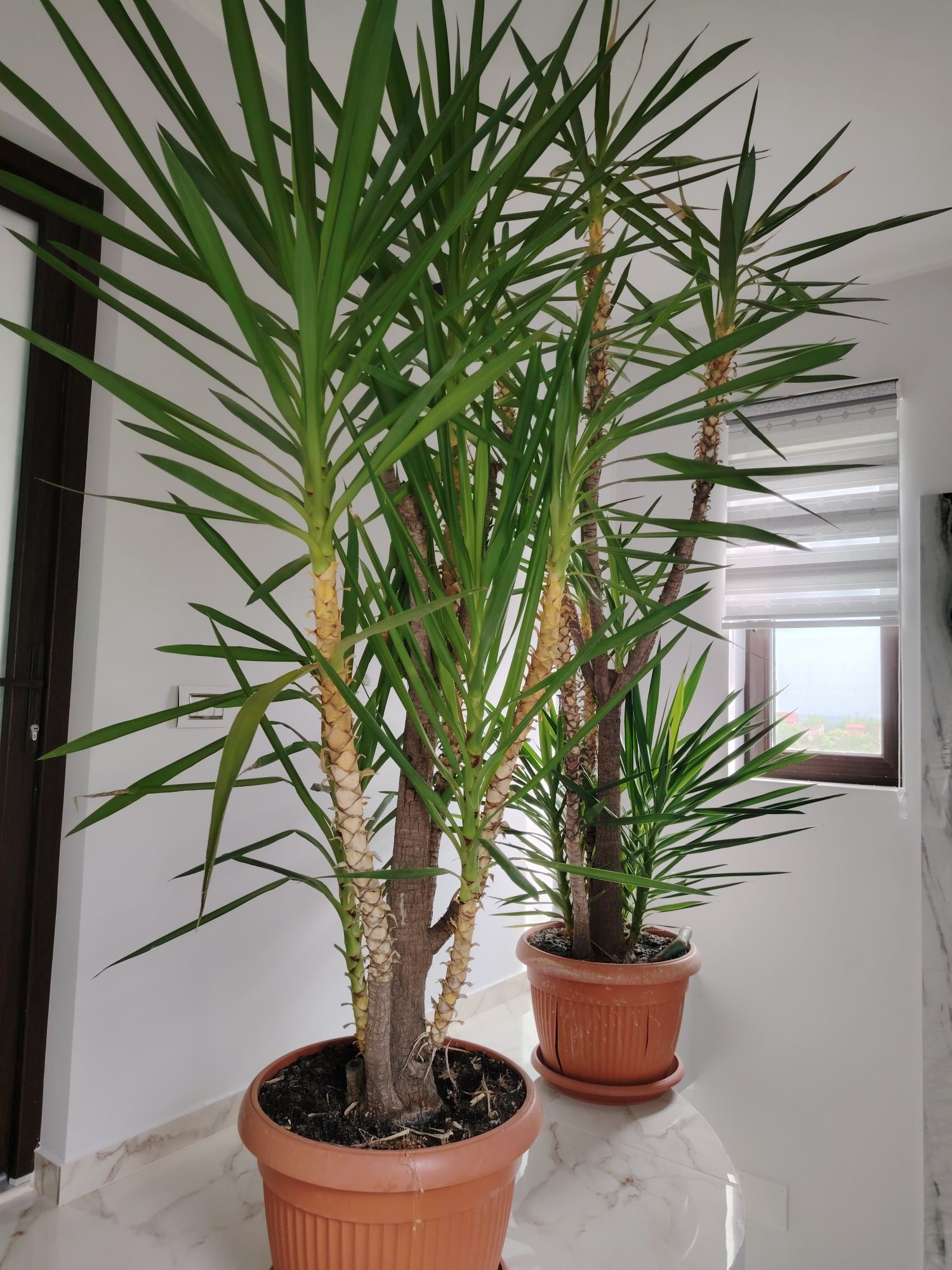 Vand plante YUCCA si palmieri