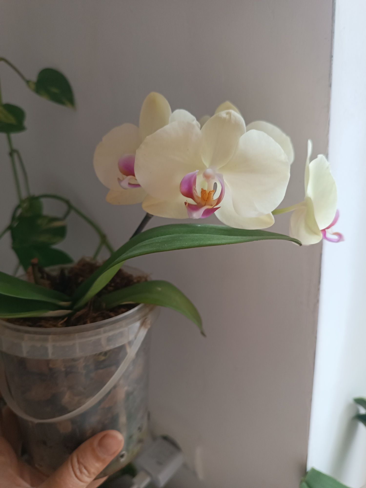 Орхидея  комнатный цветок