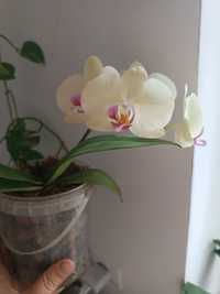 Орхидея  комнатный цветок