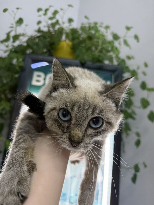 Котенок мальчик