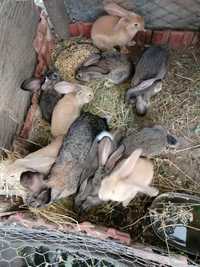 Urgent !!! Vand iepuri