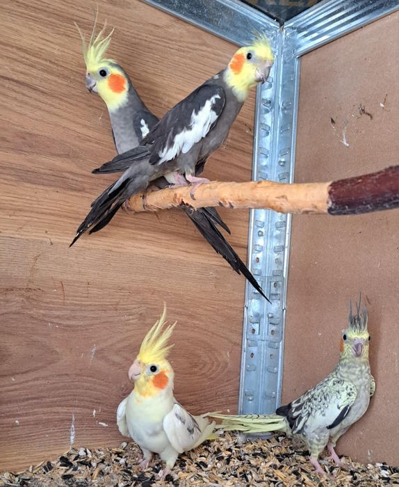 Папагали "Корели"