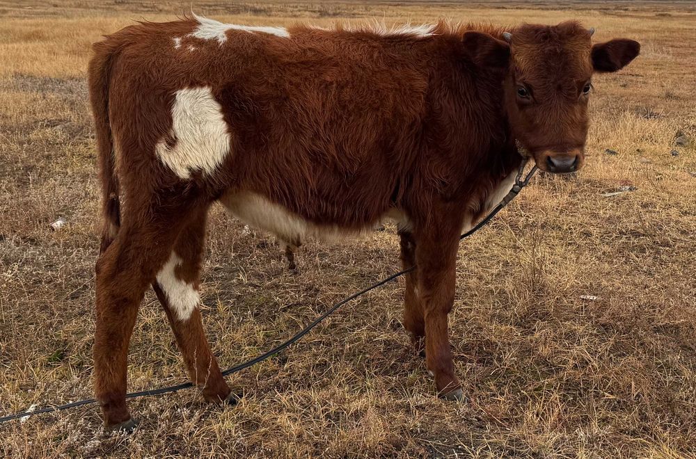 Бұзау бұқа / теленок бычок