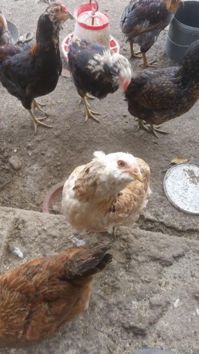 Vând familii de găini Araucana care produc oua verzi fără colesterol