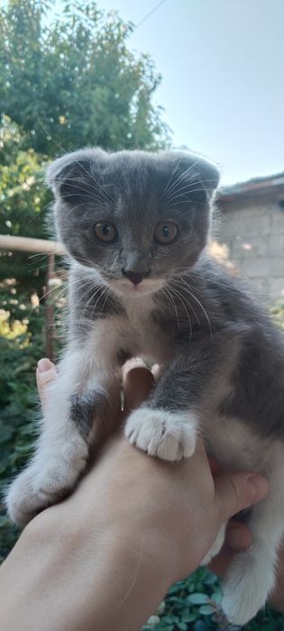 Продам шотландского котенка
