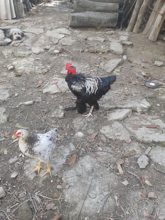 Cocosi de casa