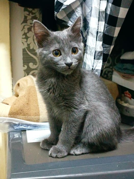 Ищу теплый дом для очаровательного котика девочки