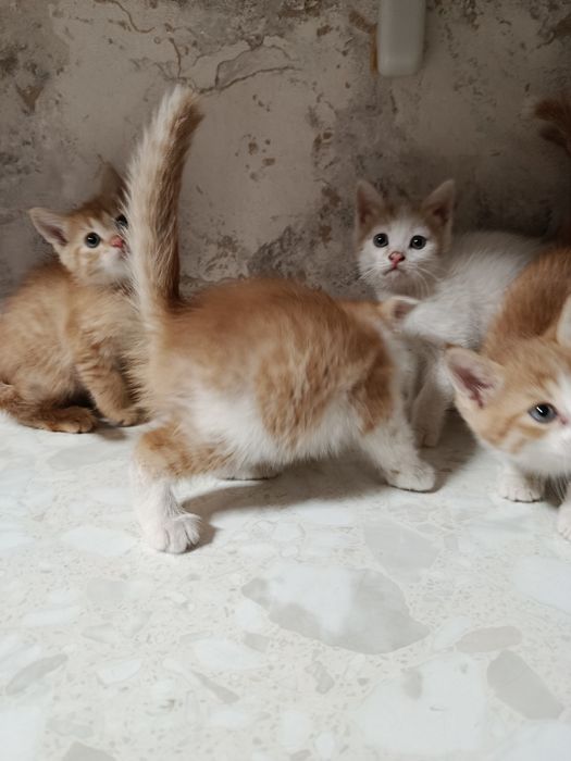 Продаются котята