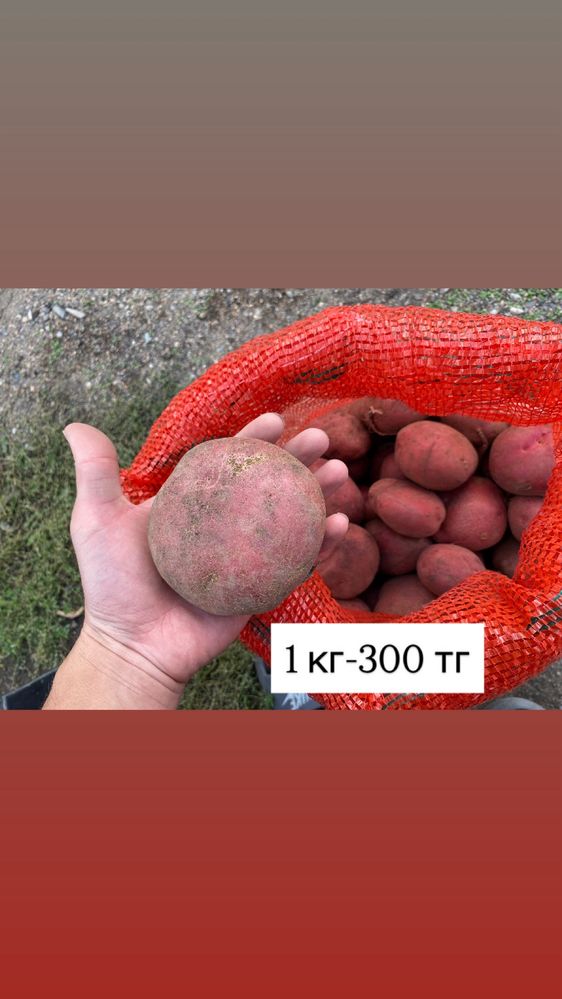 Домашняя картошка