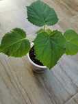 Пауловния Шан тонг /  Paulownia shan tong