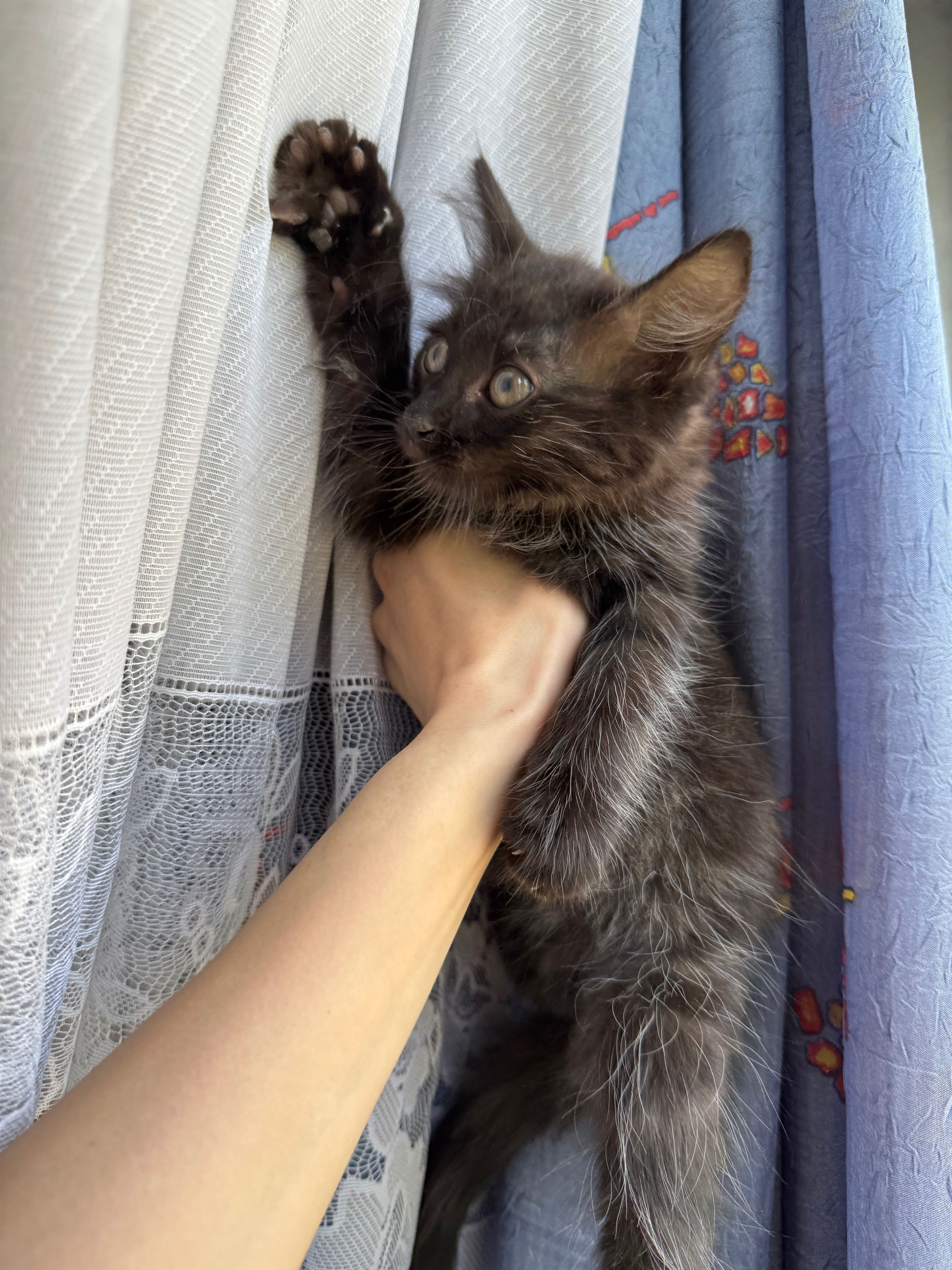 Котенок в добрые руки