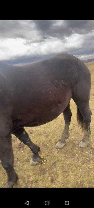 Vând manza neagra de 2 ani jumate