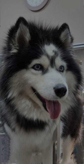 Хаски девочка щенок  Породистая