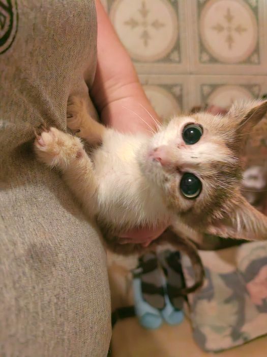 Donez puiuti de pisica Aprox 3 luni baieti si fetite, diferite culori