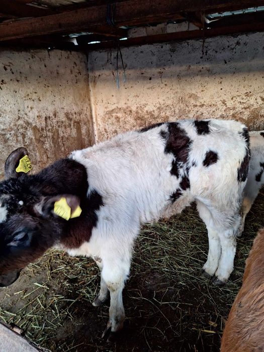 Aduc viței de rasă pe comandă dumneavoastră!!