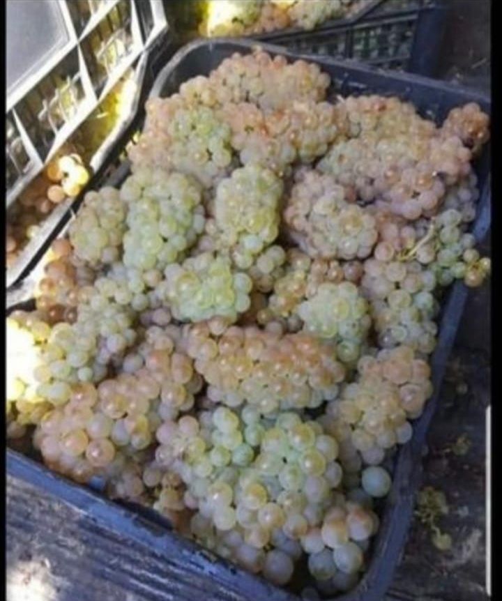 ‼️super ofera‼️Struguri de vin – dulci, sănătoși și plini de aromă!