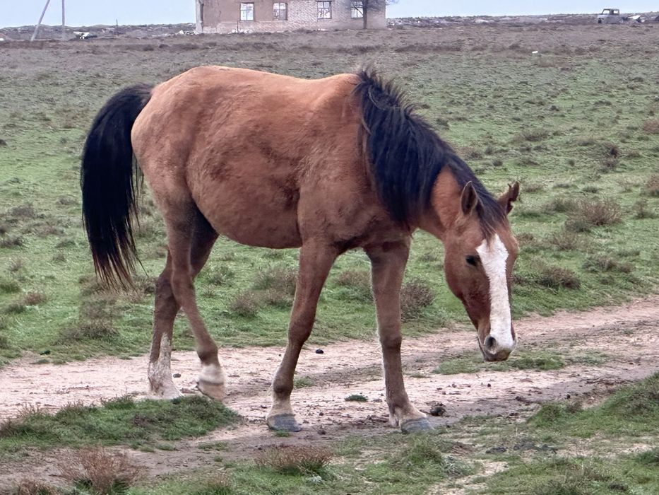 Ту Бие Жуас бие сатылады, дені сау, жайылымға жақсы”
