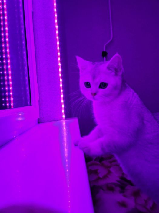 Серебристая шиншилла