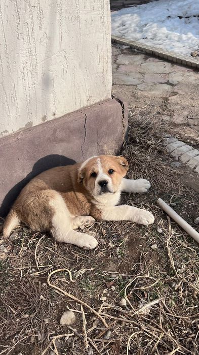 Щенок Алабая 2 месяца