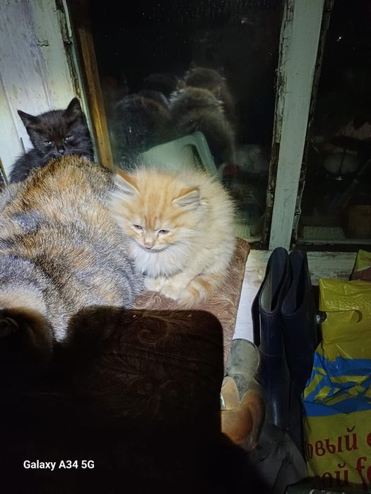 Отдам котят в добрые руки