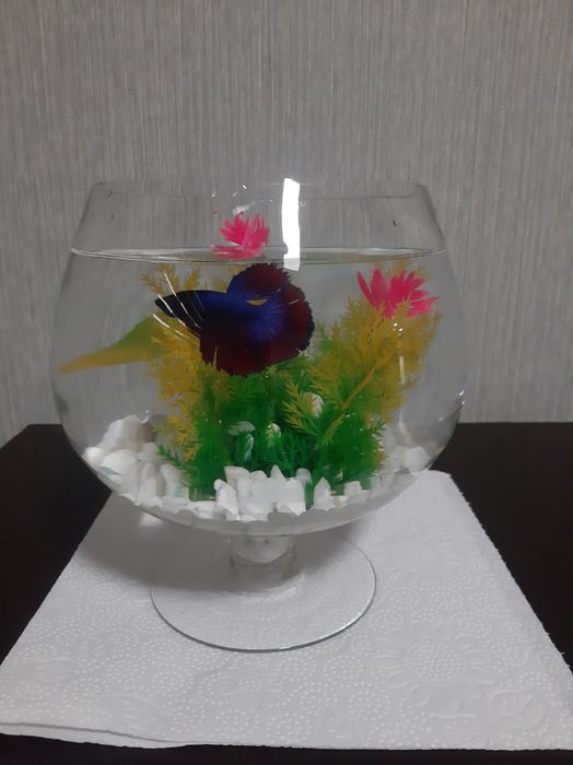 Петушок аквариумная рыбка