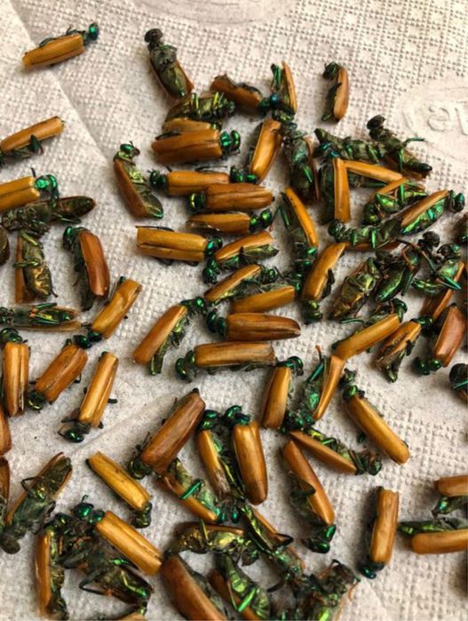 Алтын Коныз Майский Жук Золотой Жук