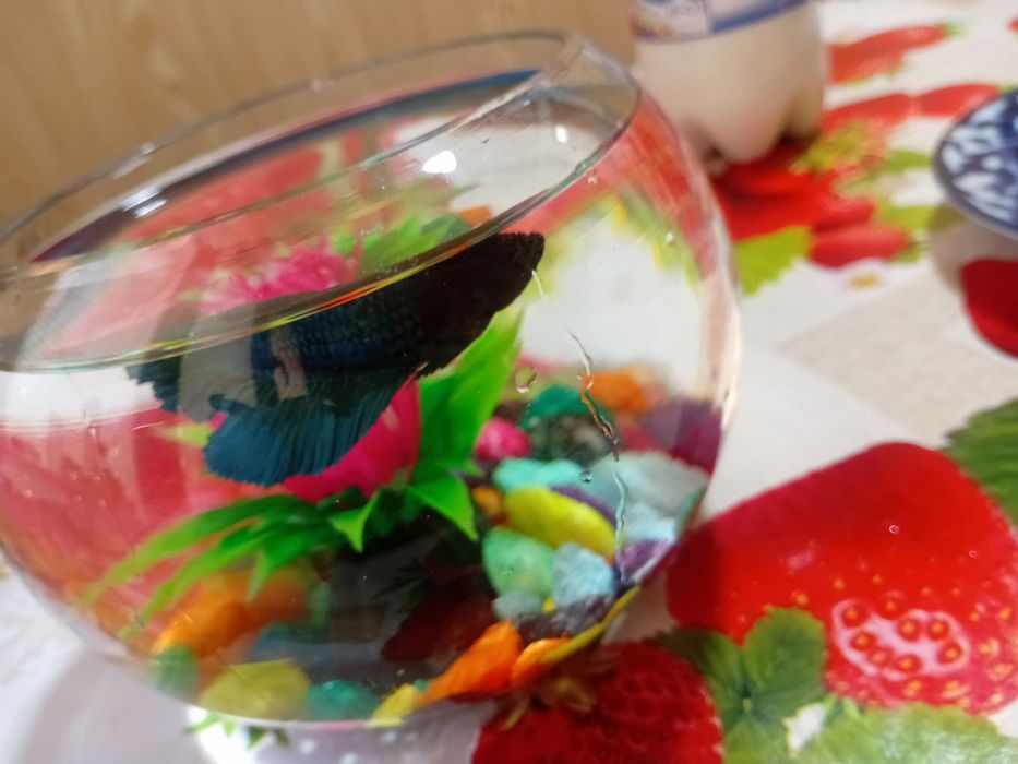 1 л аквариум хамма нарсаси билан сотилади