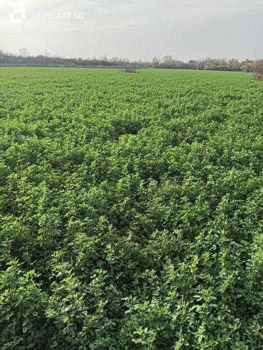 Baloți lucerna 2025