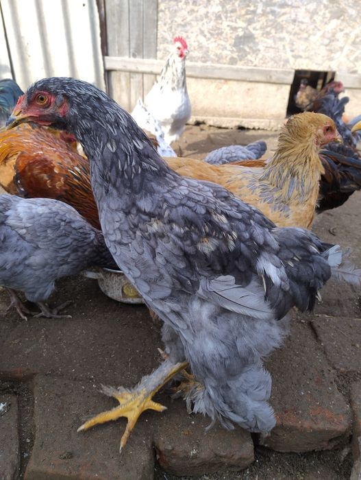 10 brahma de anul acesta