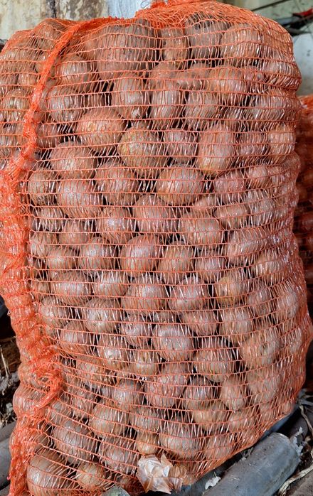 Catofi rosii pt animale