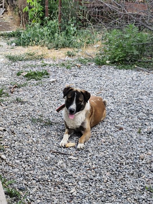 Отдам даром собаку