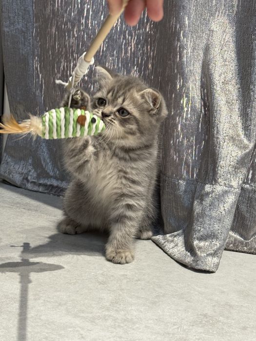 Британский  скоттиш страйт