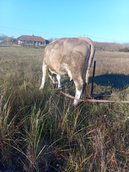 Vând vaca bălțată romaneasca 4 ani gestanta