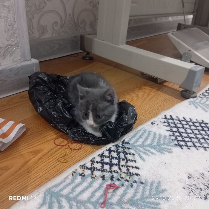 Продоётся кот 2 месяцев бонусом идёт лоток,когтеточка, игрушкаи всякое