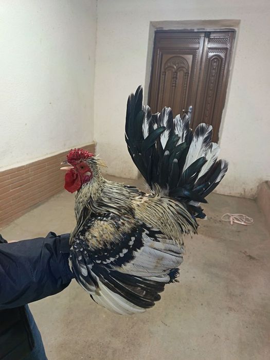 Yapon xorozla sotiladi