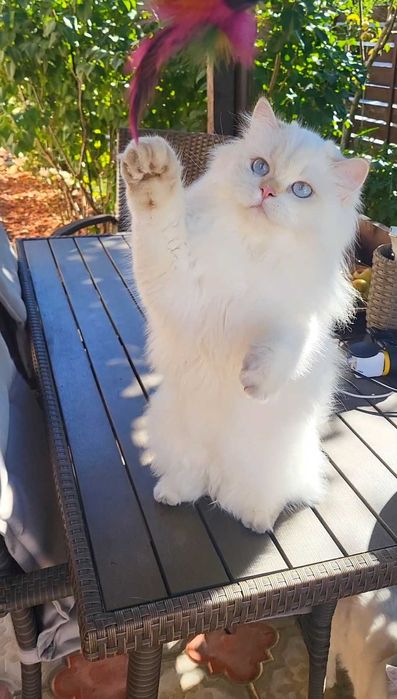 British longhair ultimul baiat din cuib felisa autorizata