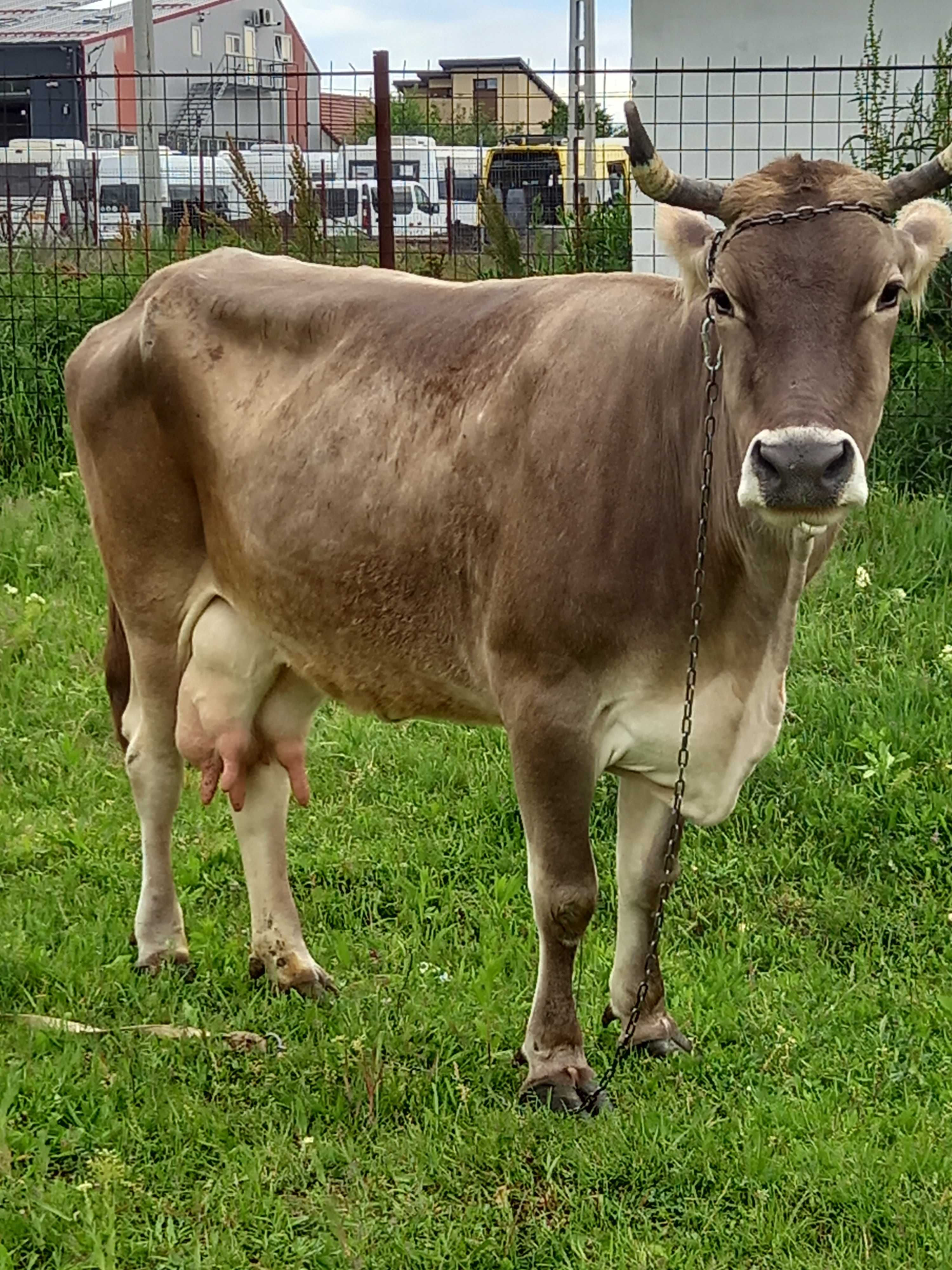 De vânzarea  Vaca cu lapte