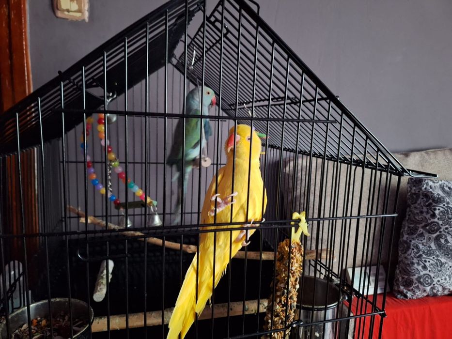 Vând pereche Micul Alexander plus cușcă profesională