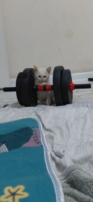 Отдам котят бесплатно