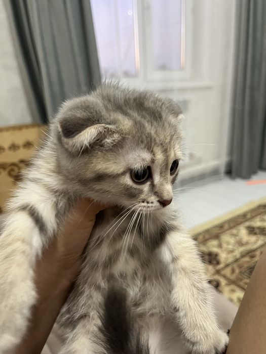 Продам вислоухих котят