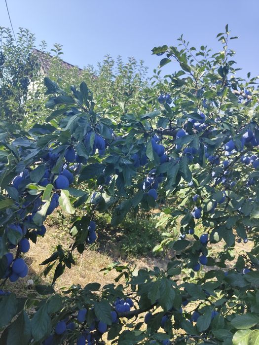 Vand Prune , Traian , Olt